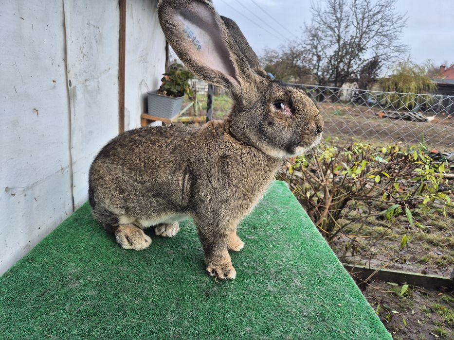 Olbrzym Belgijski samiec