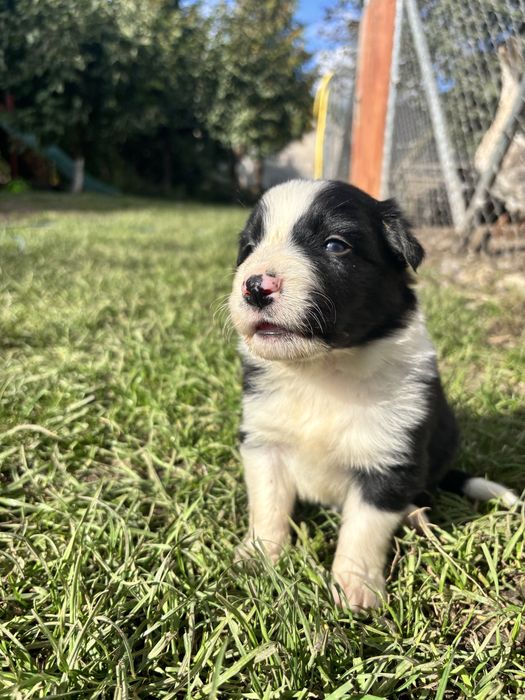 Border Collie - pies