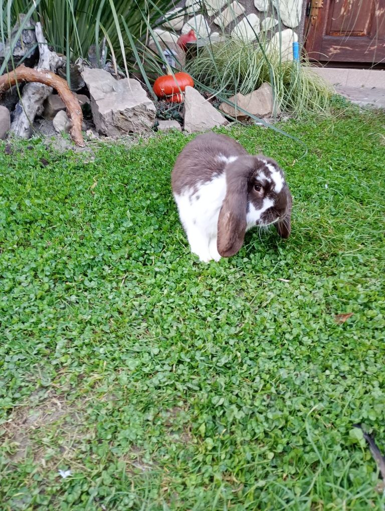 Sprzedam króliki barany francuskie