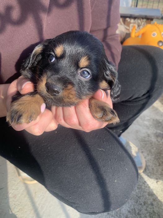 Віддам щенят метис у добрі руки