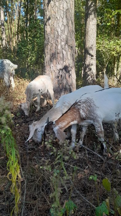 Козенята заано-нубійці 75%. Можливий обмін