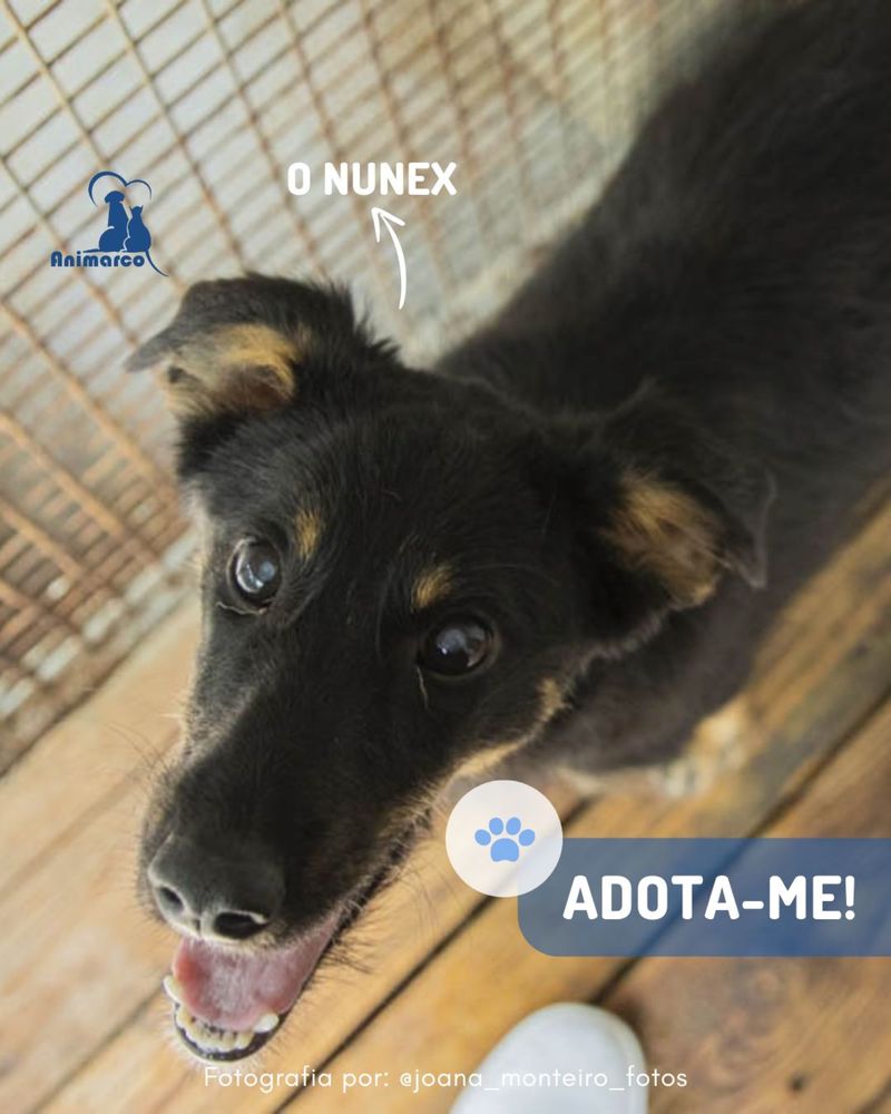 Nunex - cao porte medio para adoção