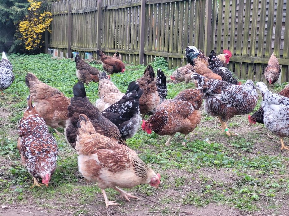 Zagrodówki, Kury Zagrodowe - Jaja lęgowe