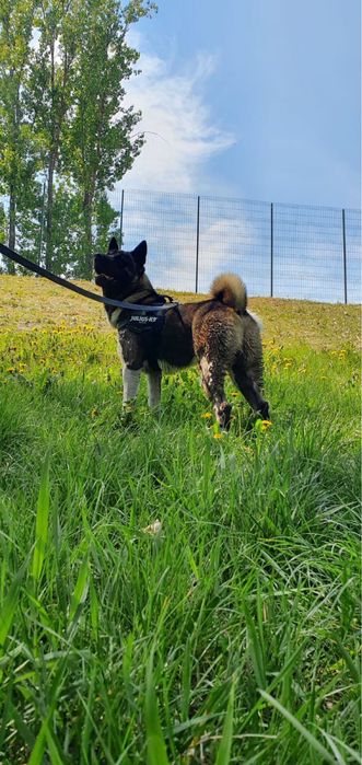 Вязка американська акіта