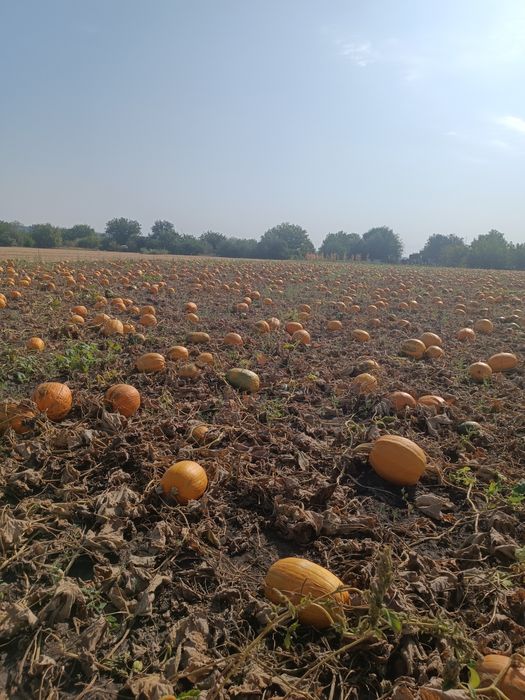 Насіння гарбузове