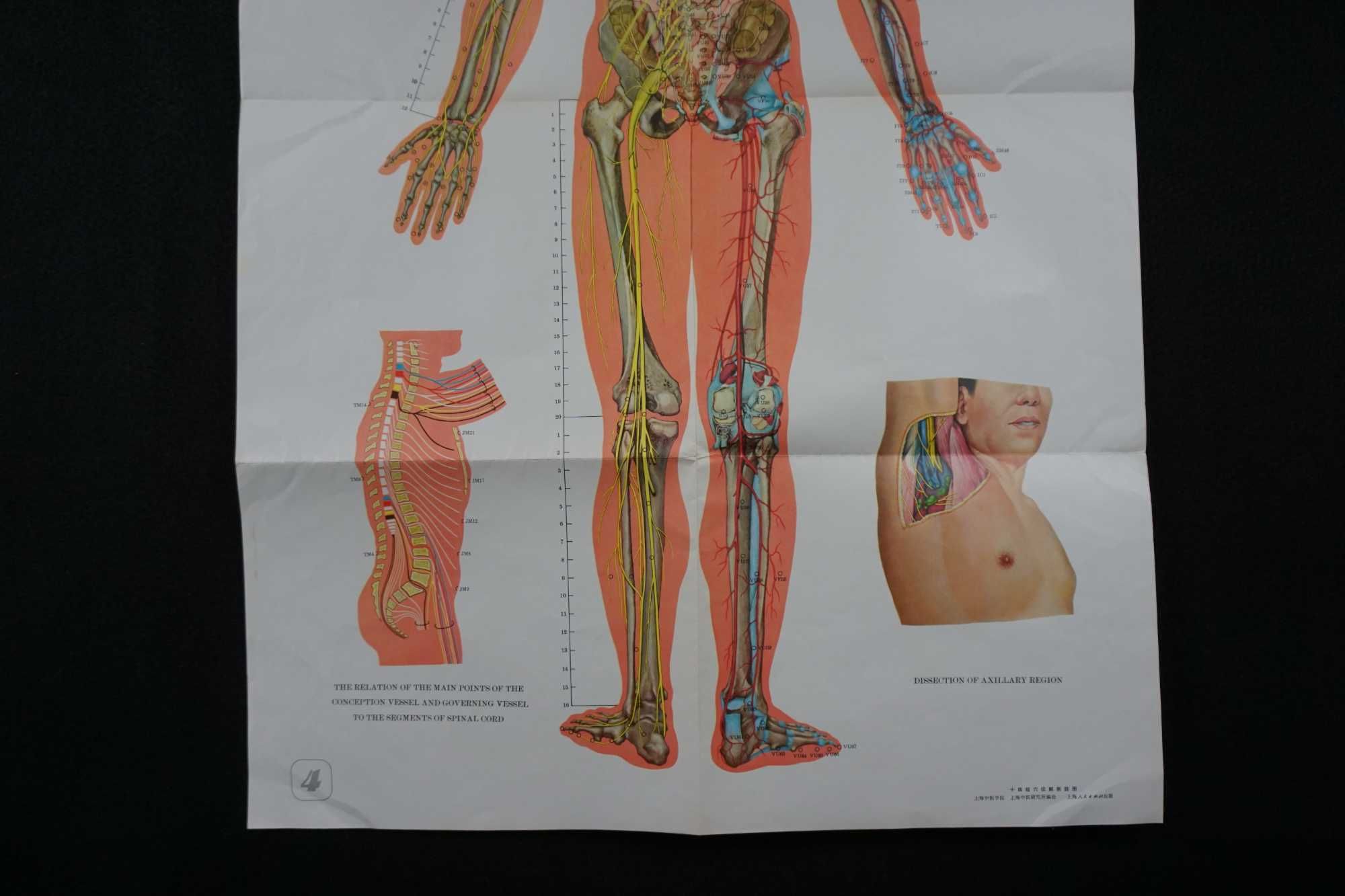 Tablica plansza medyczna plakat akupunktura 106cm x 66cm DUŻY vintage