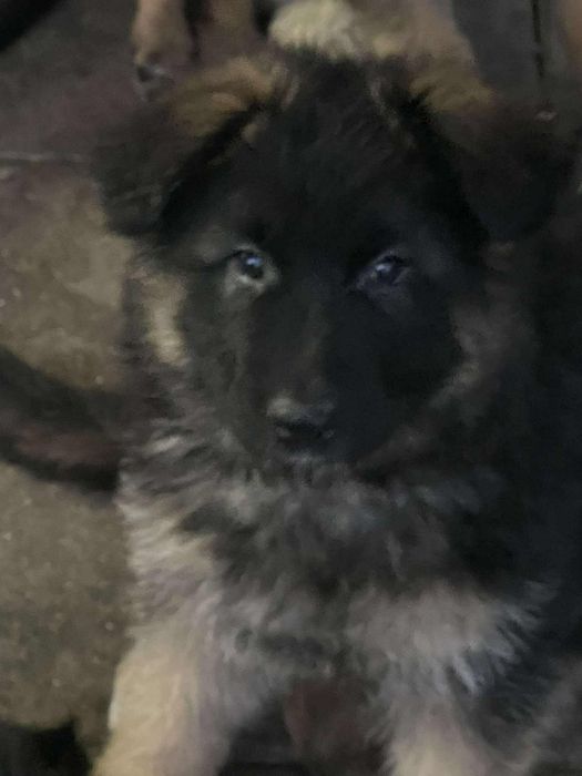 Szczeniak Owczarka Niemieckiego