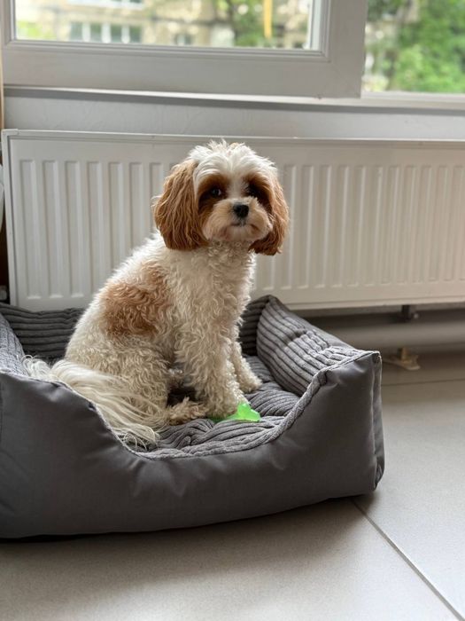 Лежак лежанки спальні місця нірки будинок для тварин котів собак ,