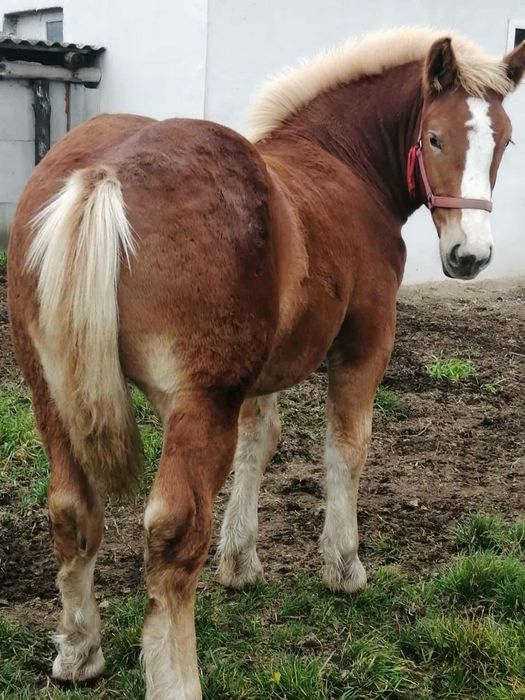 Sprzedam ogierka 6-miesiecy