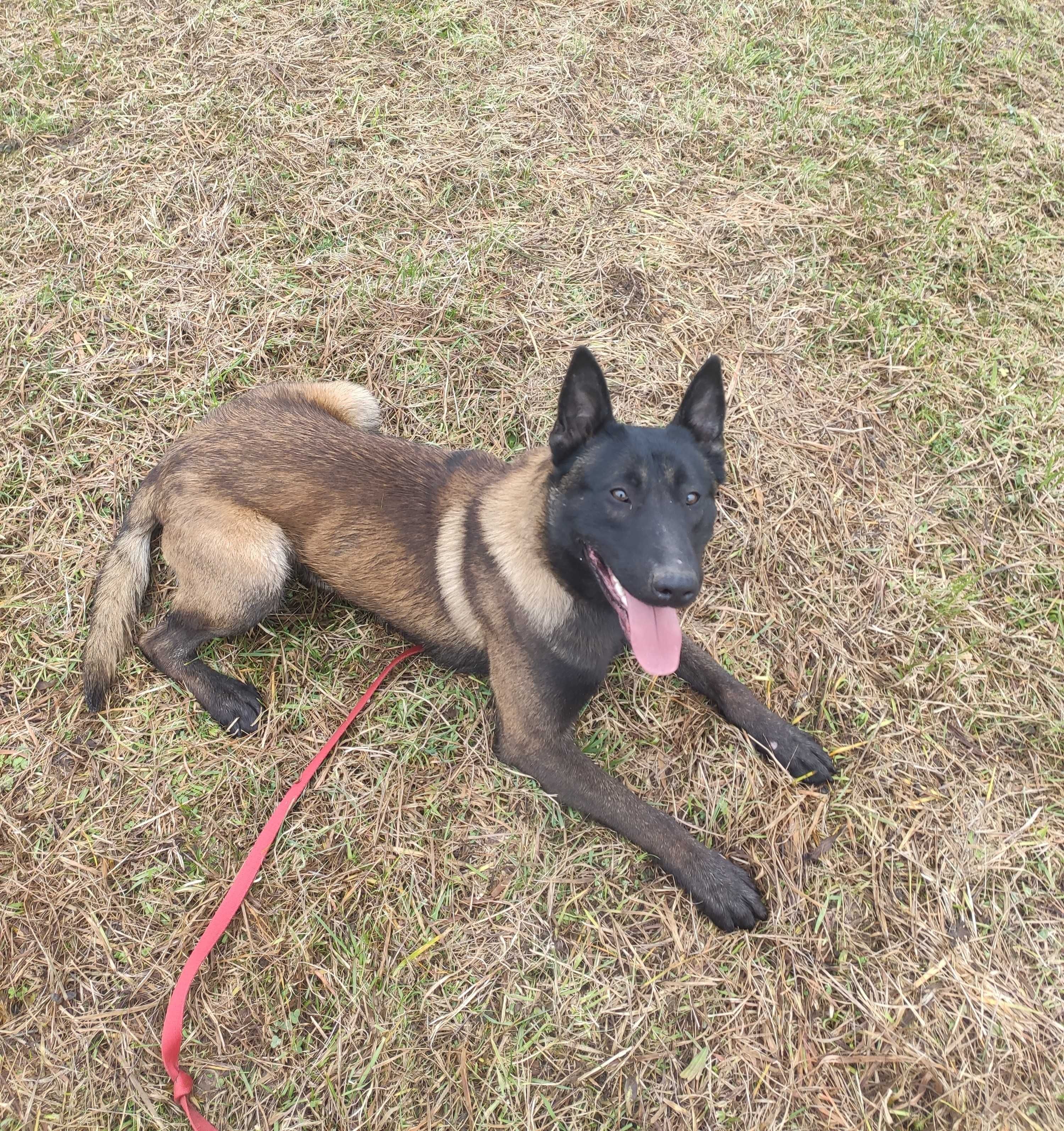 Owczarek Belgijski Malinois FCI Samiec