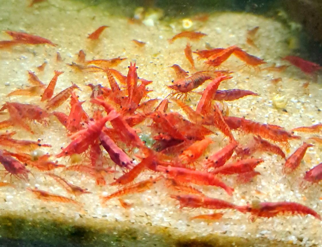 Camarões red cherry