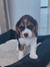 Oferuje Beagle  Tricolor suczki