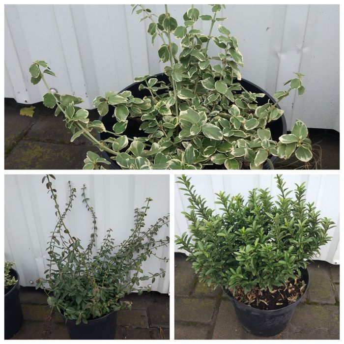 Бересклет  японский .