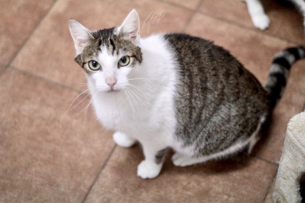 Czy cudowny kot o imieniu Termit ma jeszcze szansę na dom?