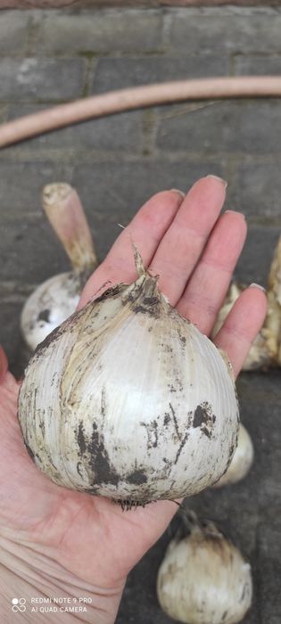 Часник рокамболь  (цибуля Суворова)