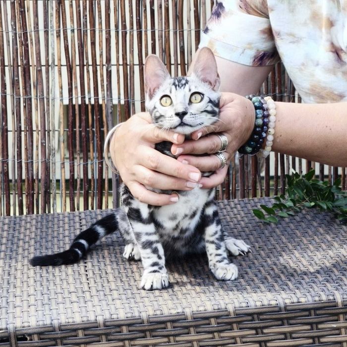 Bengal Silver — Elegância Selvagem Linhagem de elite | Vi'ana Cats