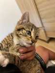 Mały kotek do adopcji