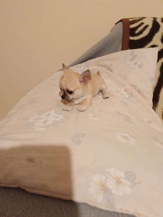 Malutka dziewczynka chihuahua