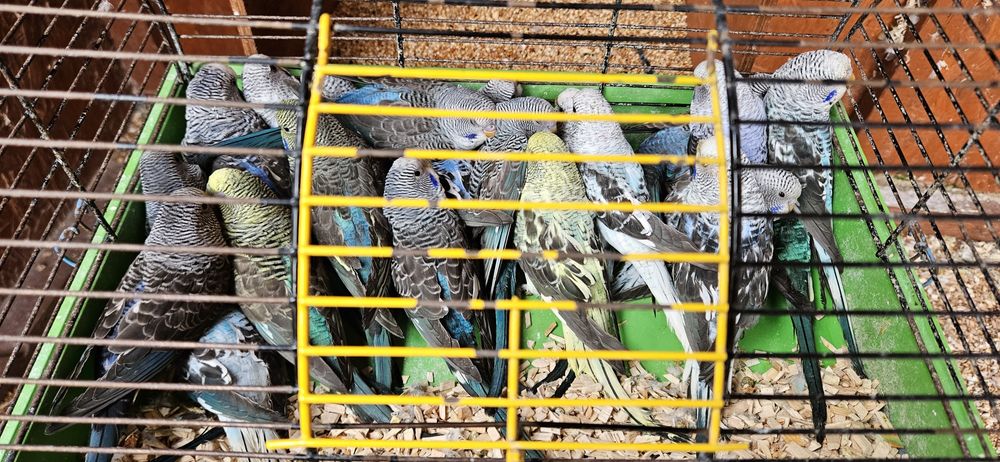 Papuga papugi faliste blackwings 15 sztuk