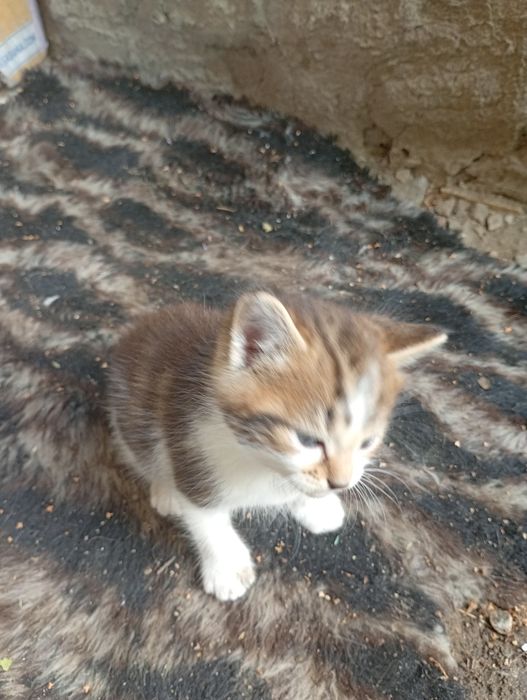 Шукаємо дім для кошенят