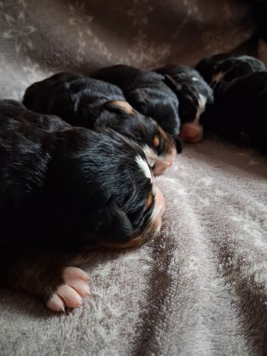 Berneńskich pies pasterski