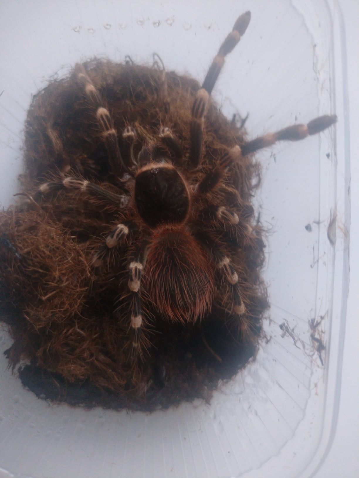 acanthoscurria geniculata samica