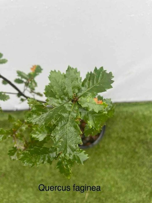 Árvore Quercus faginea 40/60cm