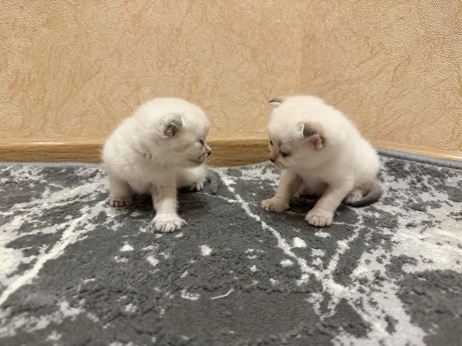 Висловуха дівчинка фолд