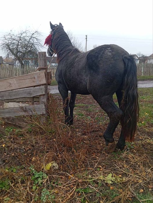 Продам велику кобилу