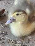 Patos criados na quinta