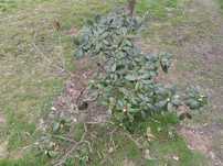 Rododendron  fioletowy