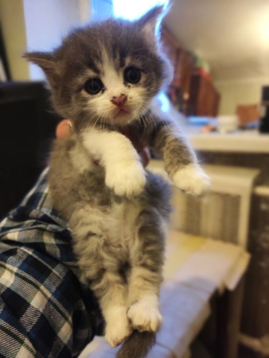 Отдам котят ( бесплатно)