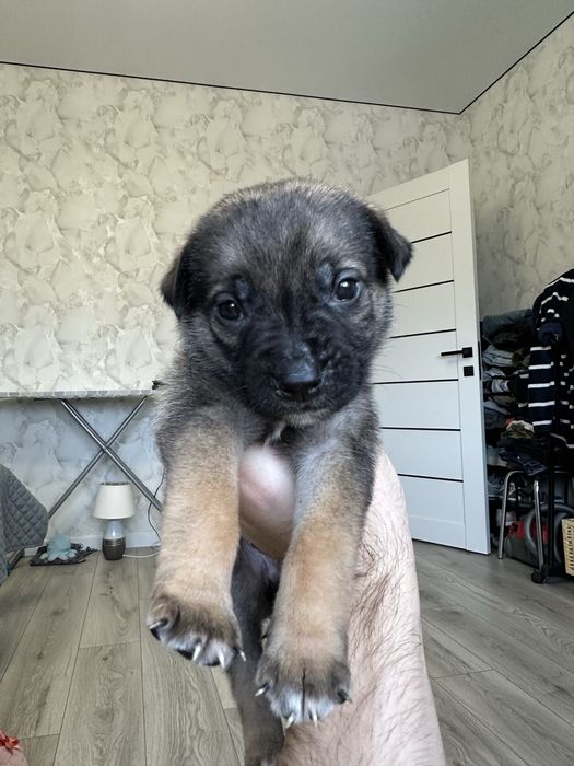Віддам цуцика німецької вівчарки в добрі руки