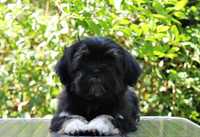 Piesek Lhasa Apso!! Lepszy kuzyn Shih Tzu! Gotowy do odbioru!