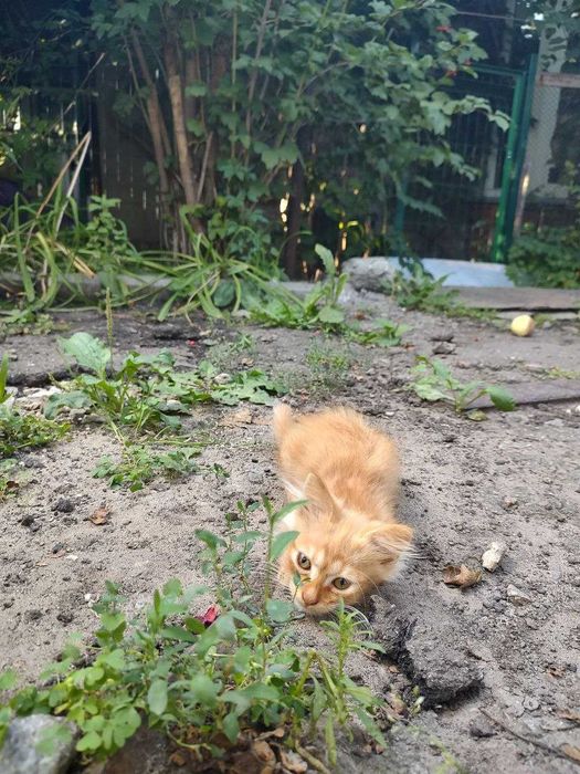 Отдам котят в хорошие добрые руки