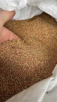 Nasiona prosa żółtego 25 kg - wysyłka paczkomat