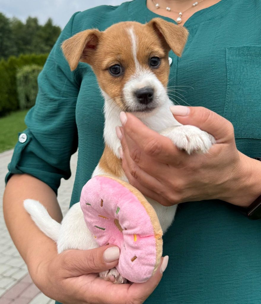 Jack Russell Terrier ZKwP FCI