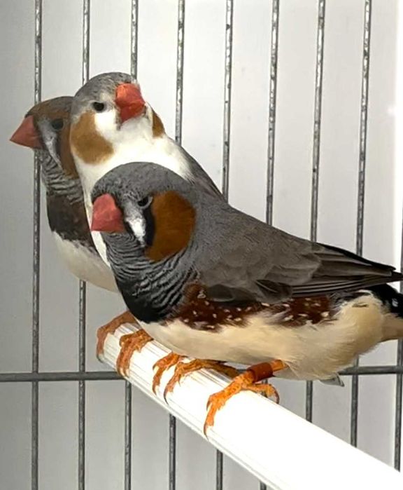 Diamantes Mandarins de Exposição