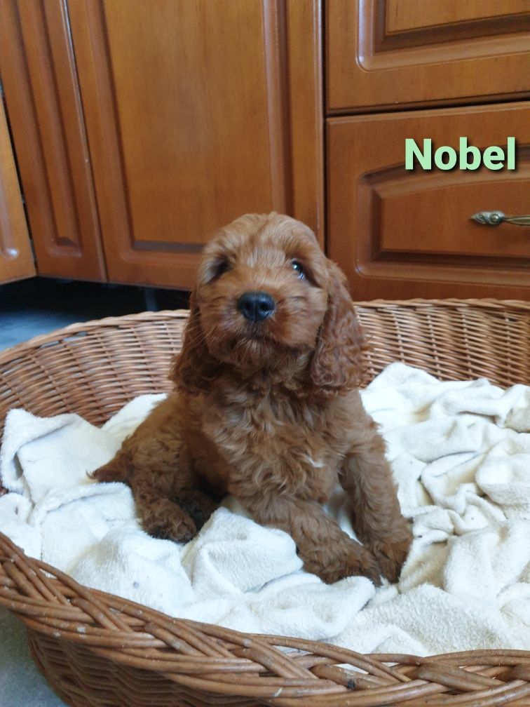 Cockapoo. Chlopczyk Nobel. Pudel miniaturowy/ Cocker spaniel