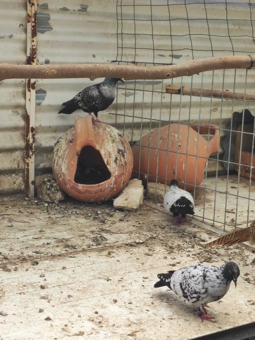 Pombos e rolas de várias raças