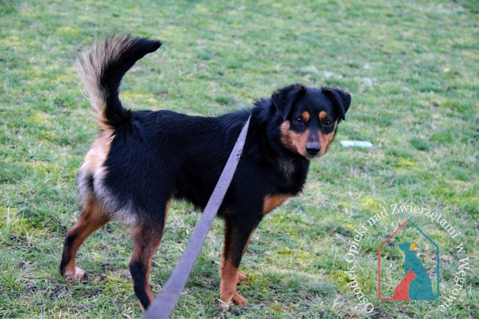 WESOŁY, MAŁY, fajny Tobik na tropie domu, 2 latka, 10 kg