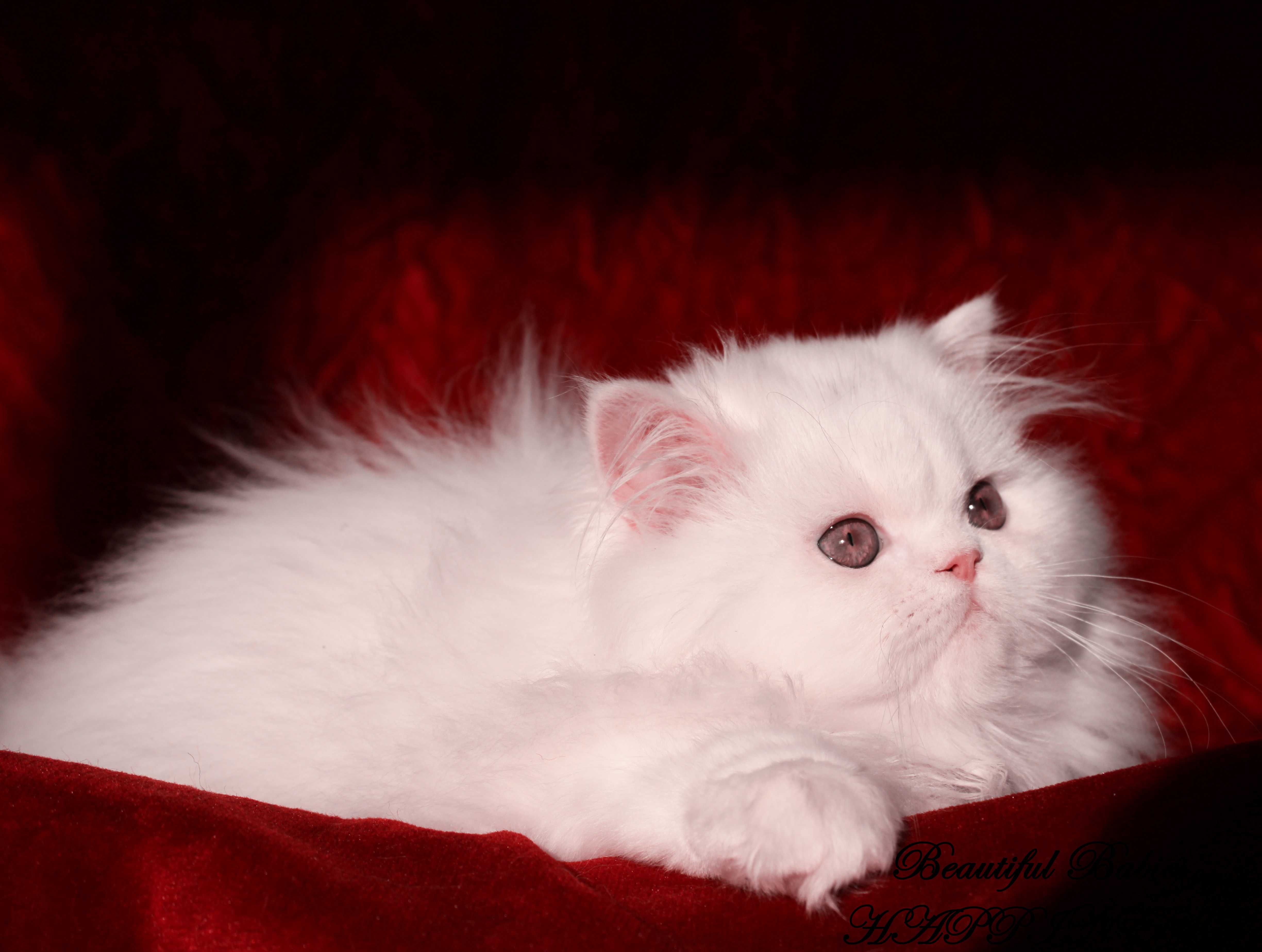 Шикарный персидский кот белоснежного окраса приглашает кошек на вязку