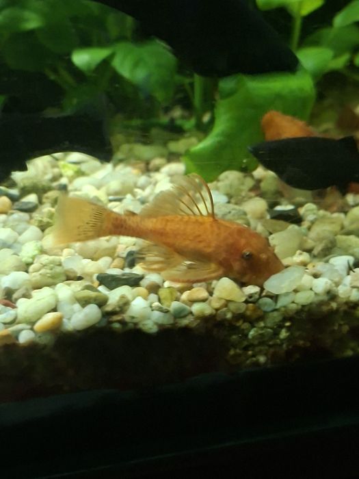 Zbrojnik super red czerwony