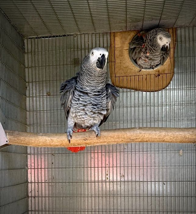 Casal Papagaios Cinzentos