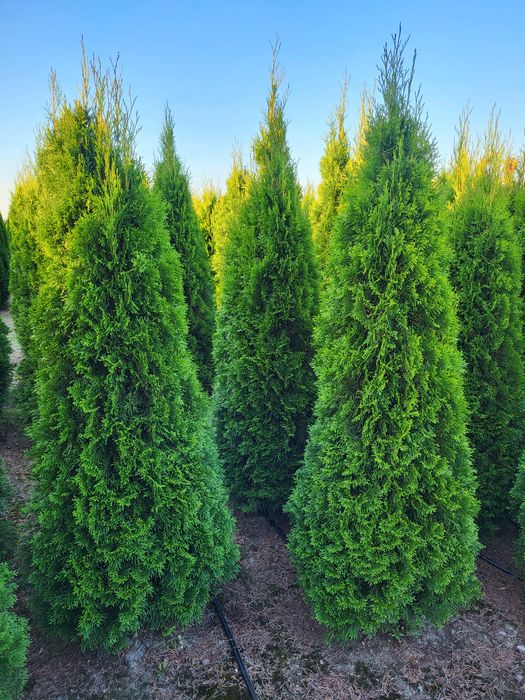 Tuja tuje Szmaragd transport 200-220cm sadzenie cała Polska