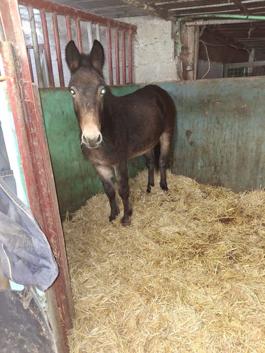 Machinho Montado e Engatado
