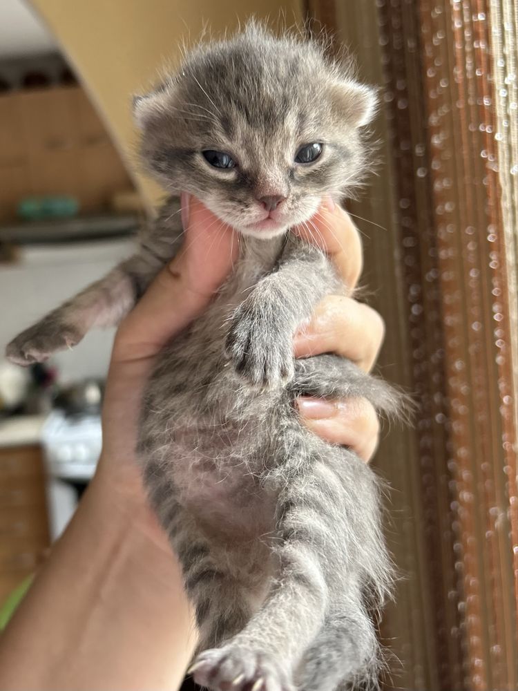 Котики шукають сімʼю