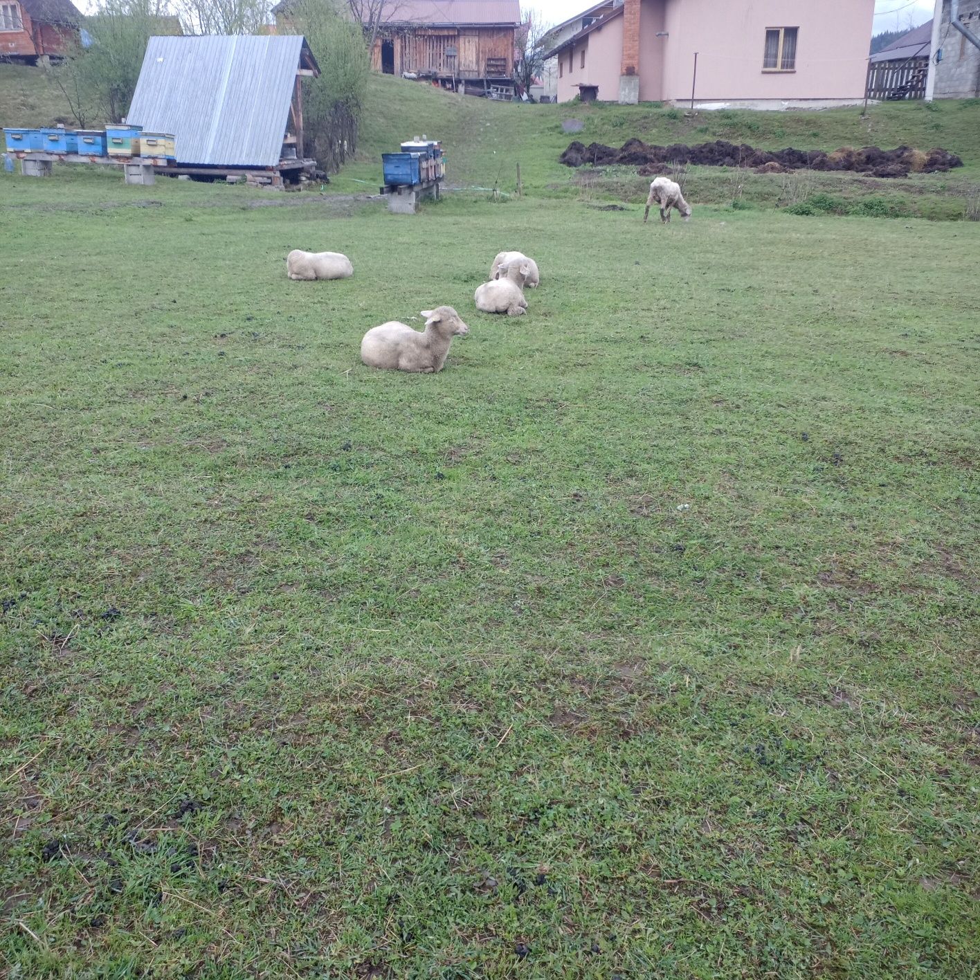 Вівці мериноси, мериноладшафти.