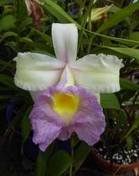 ORQUÍDEA Sobralia. Orquídea de flor grande - 16cm!