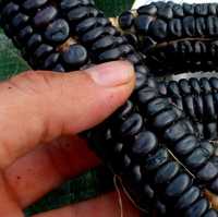 Кукуруза Черная Ацтеков (семена) Купить в Киеве